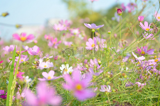 可爱与美丽集一身的花花图片