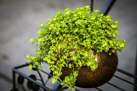 绿色植物图片