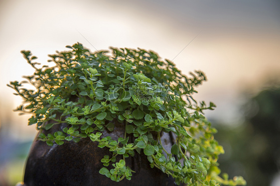 绿色植物图片