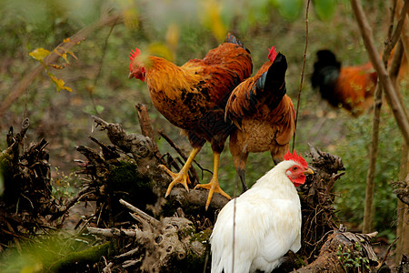 散养的鸡群背景图片
