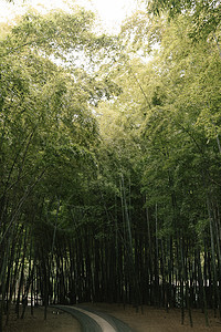 竹林逆光图片