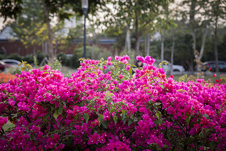 粉红色花杜鹃花背景