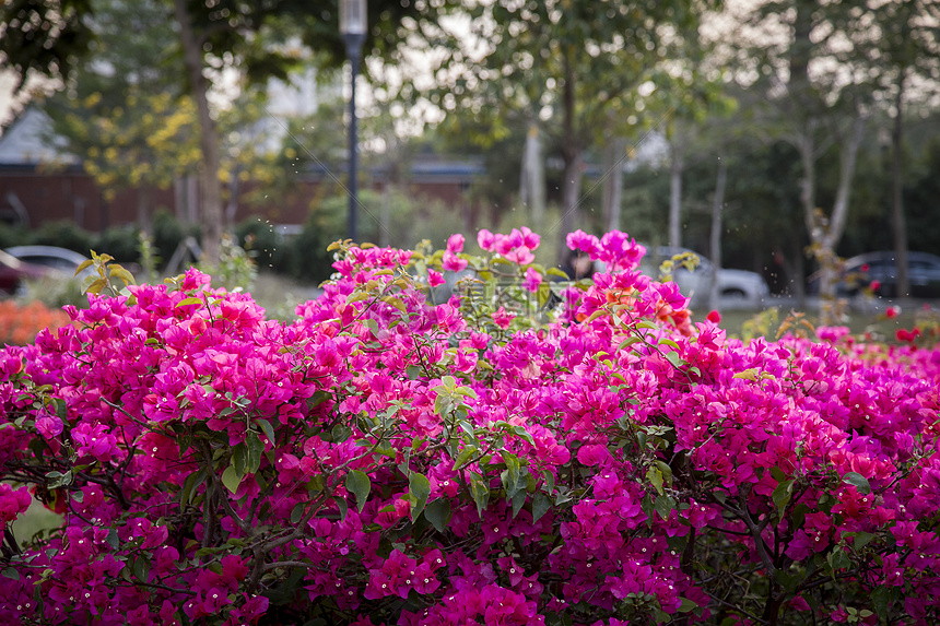 杜鹃花图片