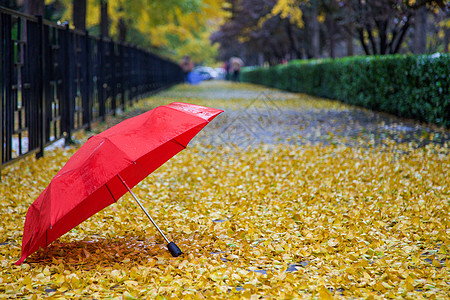 秋雨.红伞秋冬背景高清图片