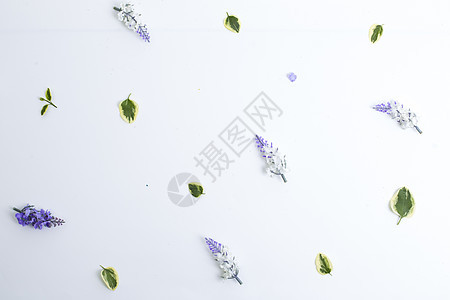 白色下的花背景图片