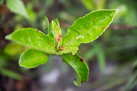 绿色植物背景虚化图片