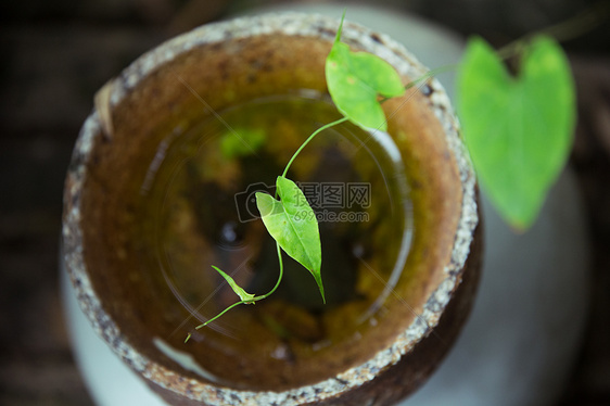 绿色植物背景虚化图片