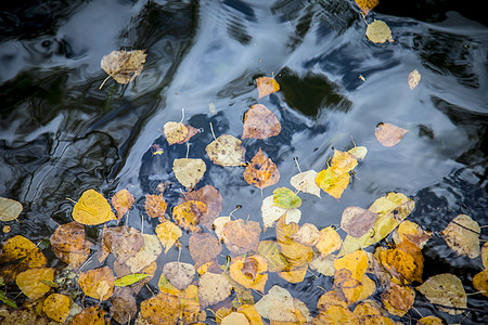 秋叶背景水上秋叶背景