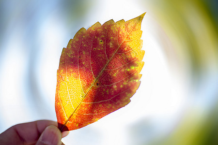 红火的秋叶动感绿色树叶高清图片