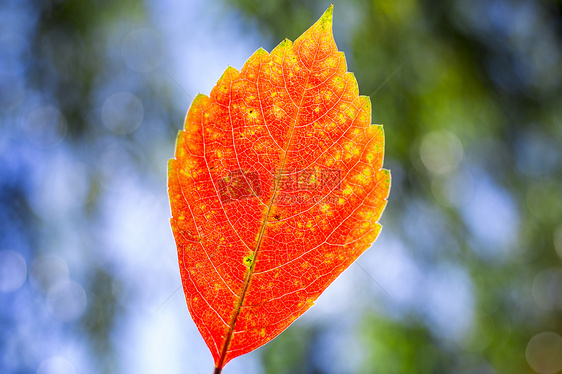 红火的秋叶图片