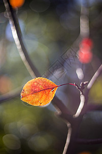 红火的秋叶秋叶透着光高清图片