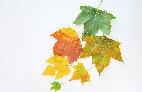 梧桐叶 秋天的叶子平铺素材背景图片