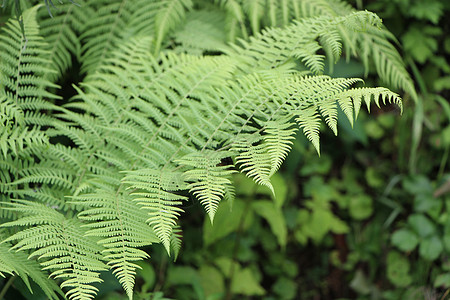 森林雾原始森林里的翠叶背景