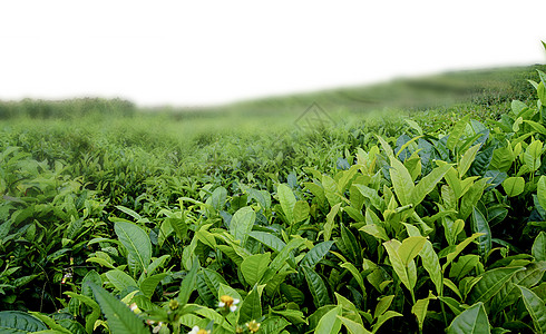 山茶树茶树绿叶高清图片