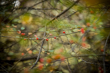 秋.红背景图片