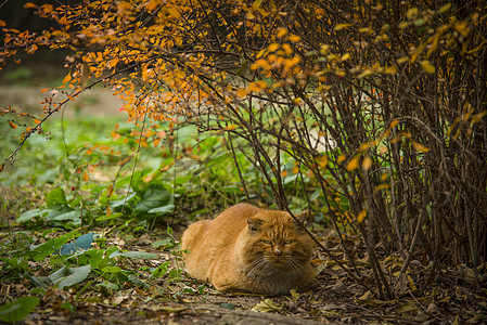 植物与猫猫与秋天背景