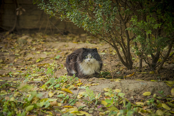 猫与秋天图片