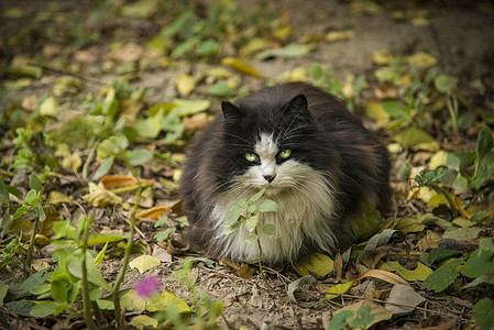 植物与猫猫与秋天背景