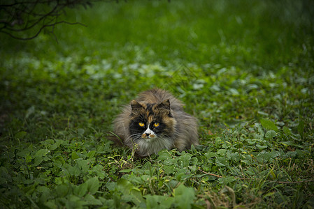 猫与秋天图片