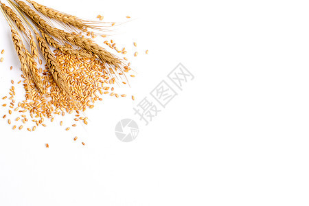 金黄色的麦穗背景图片