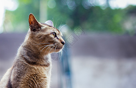 猫灰色条纹猫虎猫高清图片