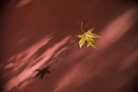 秋.落叶图片