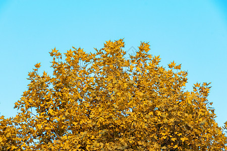 秋天满树的叶子黄了背景图片