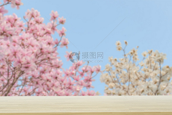 木板处的玉兰花图片