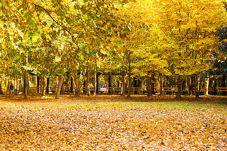 秋景背景图片