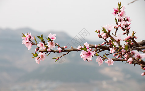 桃花朵朵开背景图片