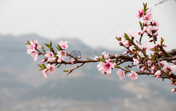 桃花朵朵开图片