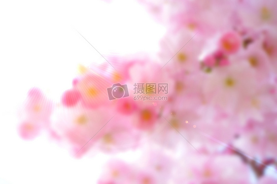 桃花背景图片