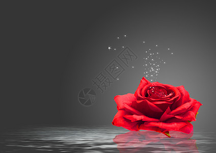 水面上的玫瑰花背景图片