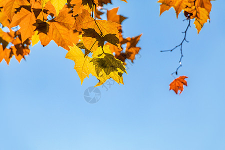 秋天金色梧桐叶背景图片