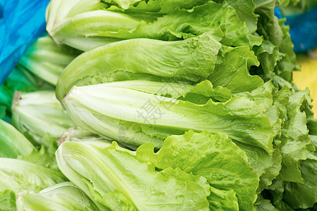 新鲜的绿色蔬菜生菜背景图片