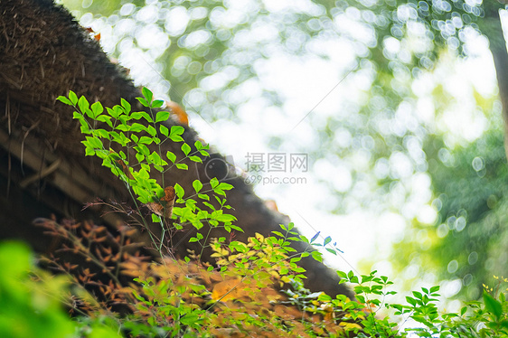 中国风园林小景拍摄图片