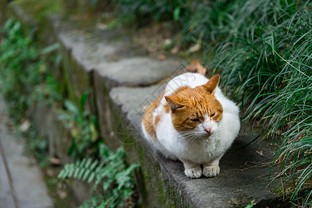 小树丛中的猫图片