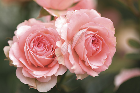 花玫瑰百合粉高清图片