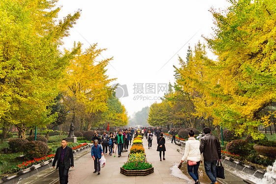 都江堰秋天枯黄的树叶图片