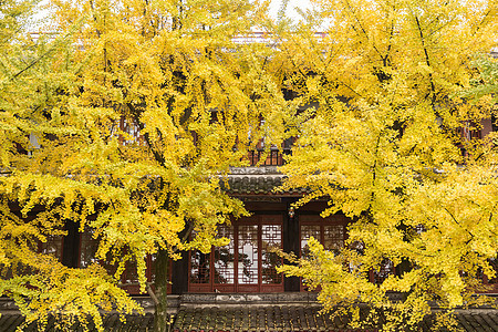 都江堰街道秋天枯黄的树叶图片