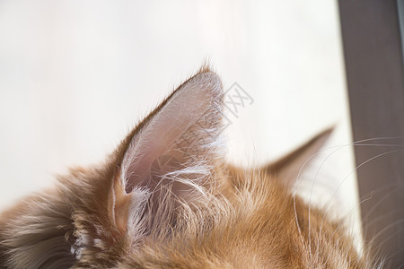 猫咪耳朵特写高清图片