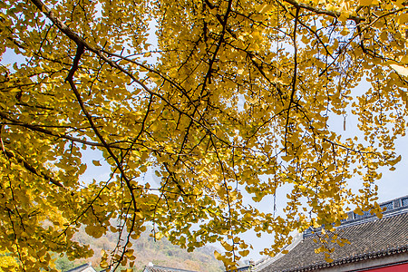 古生态园银杏古寺背景