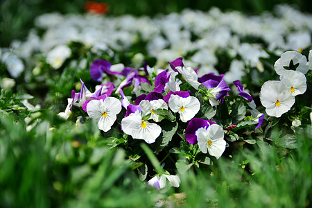 北京植物园草丛中的花朵图片