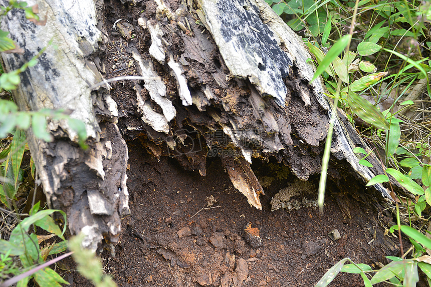 朽木高清图片下载正版图片500185489摄图网