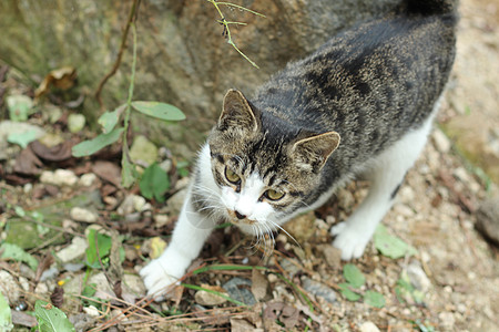 下山的小猫图片