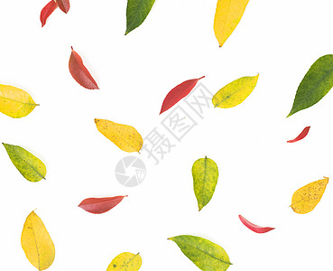 四季变换的树叶图片