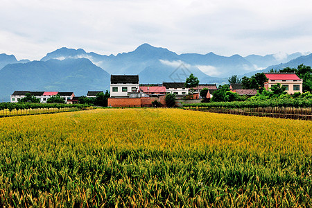 自然风景西安环山路风光背景