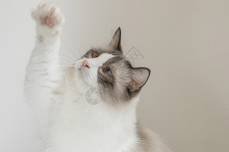 白色猫照片 白色猫背景 白色猫摄影图片下载 摄图网 白色猫照片 白色猫背景 白色猫摄影图片下载 摄图网