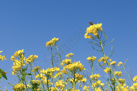 少女与花花间少女背景