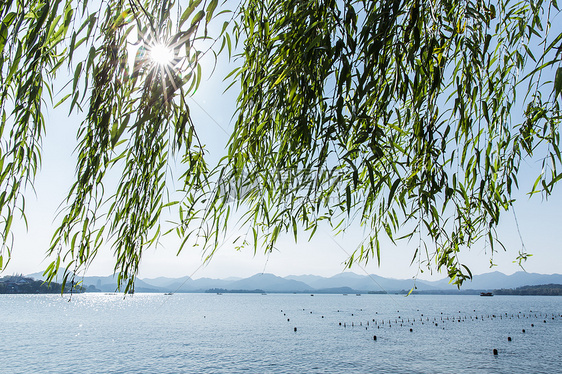 杭州西湖柳树阳光风景图片